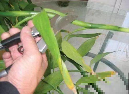 这6种寓意好的花，剪根枝就能活，摆在家里超养眼！