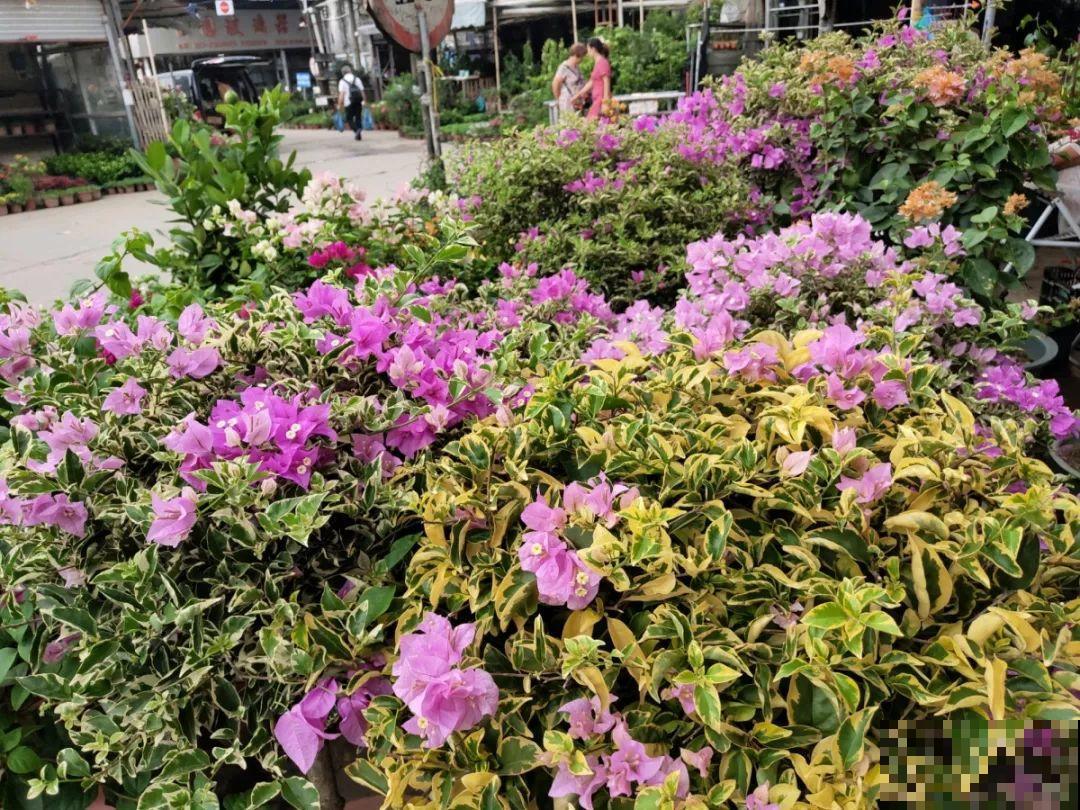 买花容易挑花眼？带本秘籍走，喜欢的花一盆也不落！