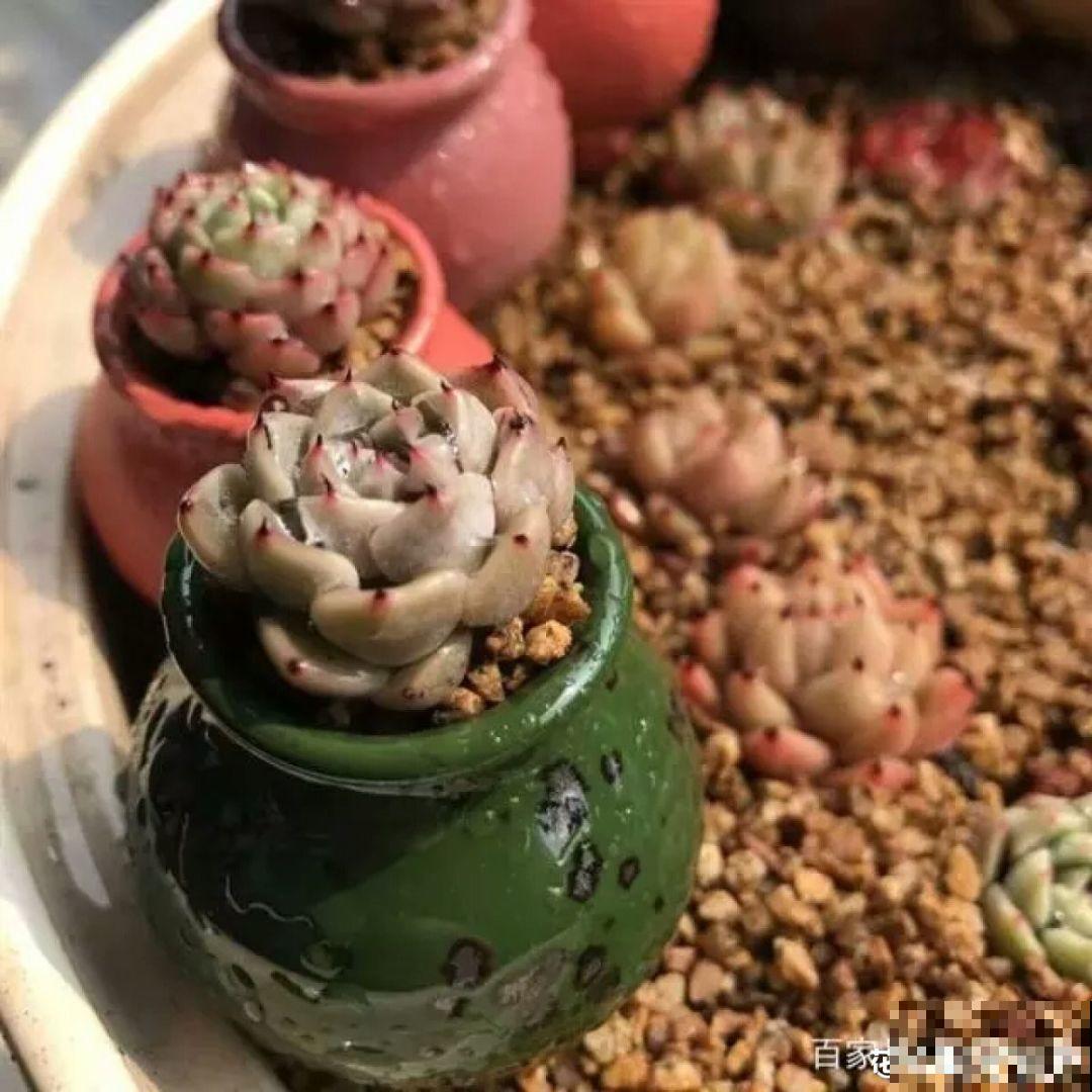 这种多肉，花盆比拇指还小，1月长成小老桩！
