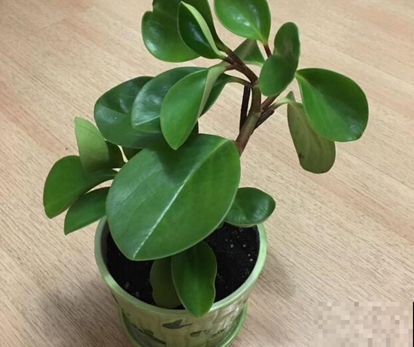 这植物揪个小叶片，沾点土，一盆变多盆！