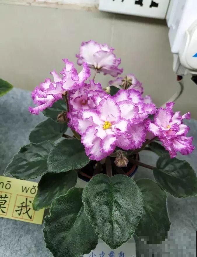 最耐阴的花就是它，光线弱也能开爆盆，越养越上瘾！