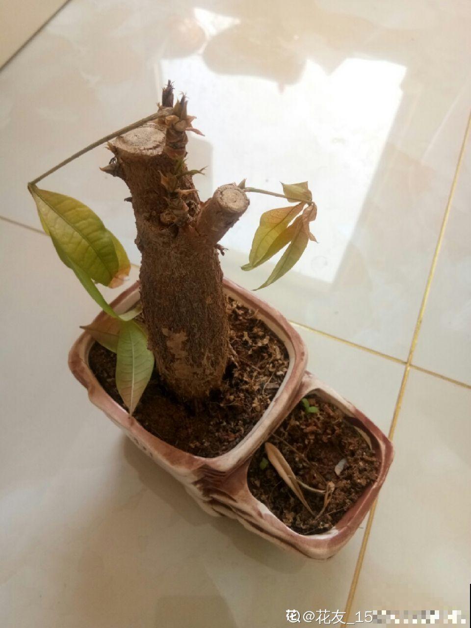 再好养的花也怕冷，放外面一晚上，一不小心变烂草！