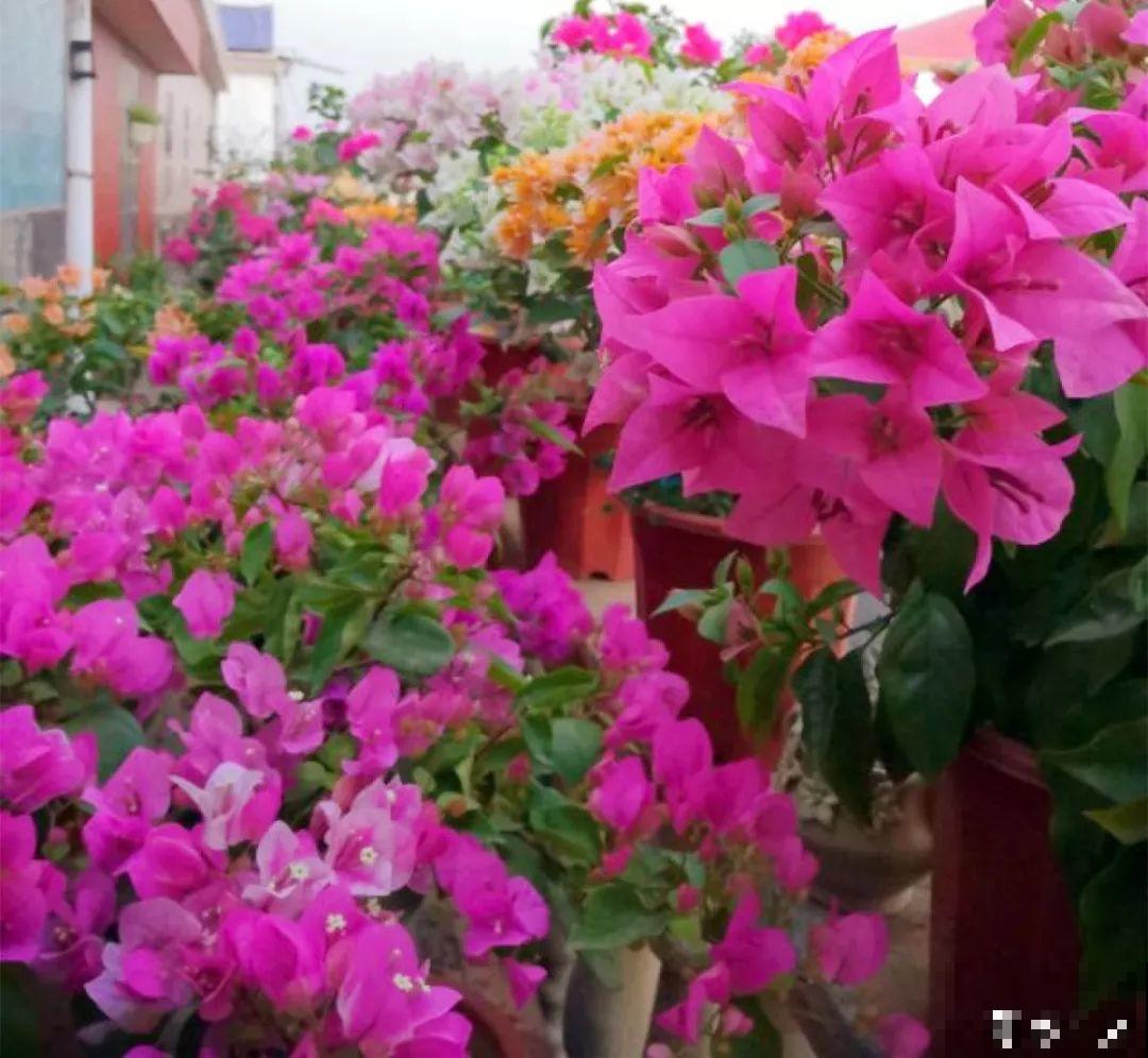 长寿养成青菜？黑帽子一戴，不用一月出花苞！