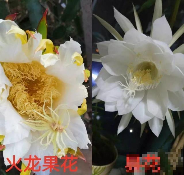 这花就得旱着养，盆越浅，水越少，开花越旺盛