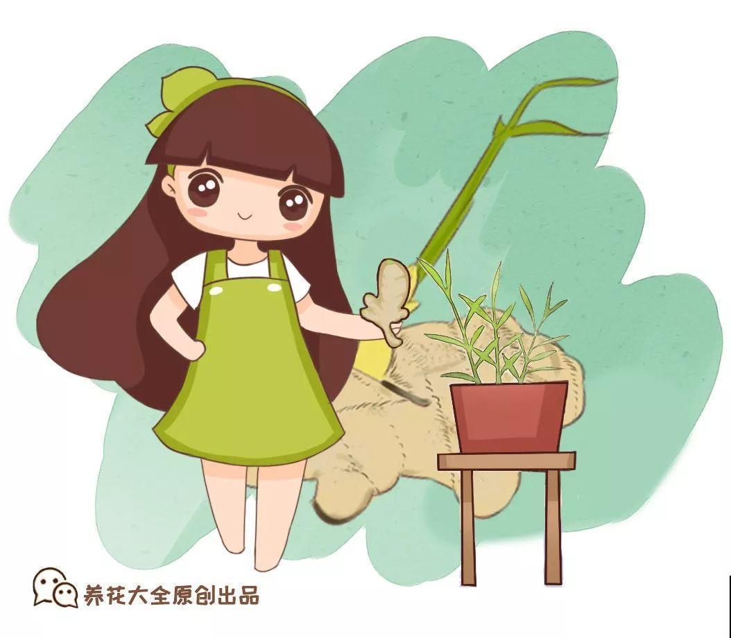 发芽的菜扔水里，15天长一桶，全家乐开花！