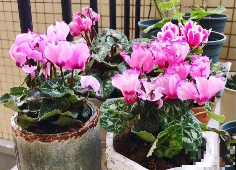 买花容易挑花眼？带本秘籍走，喜欢的花一盆也不落！