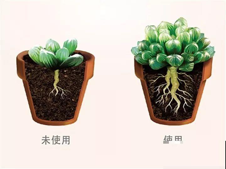秋天给多肉施肥，就选这5种，小芽一个接一个的往外冒！