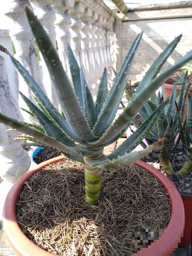 这花杆子比胳膊粗，砍一段就生根，1个月变老桩