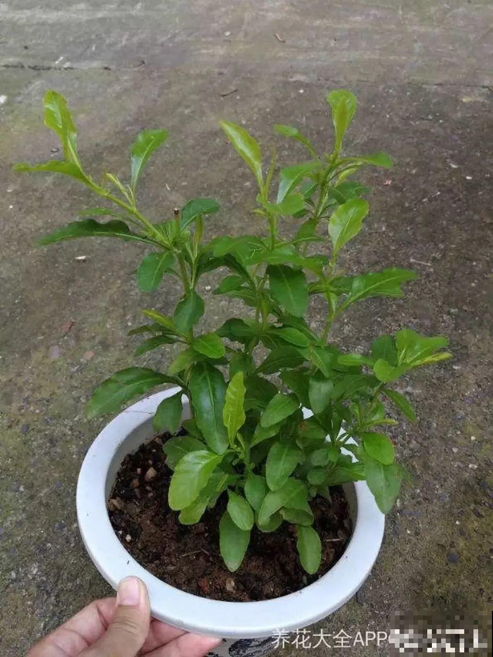 蓝雪花越剪越长，院子里栽一棵，2个月开满整面墙！