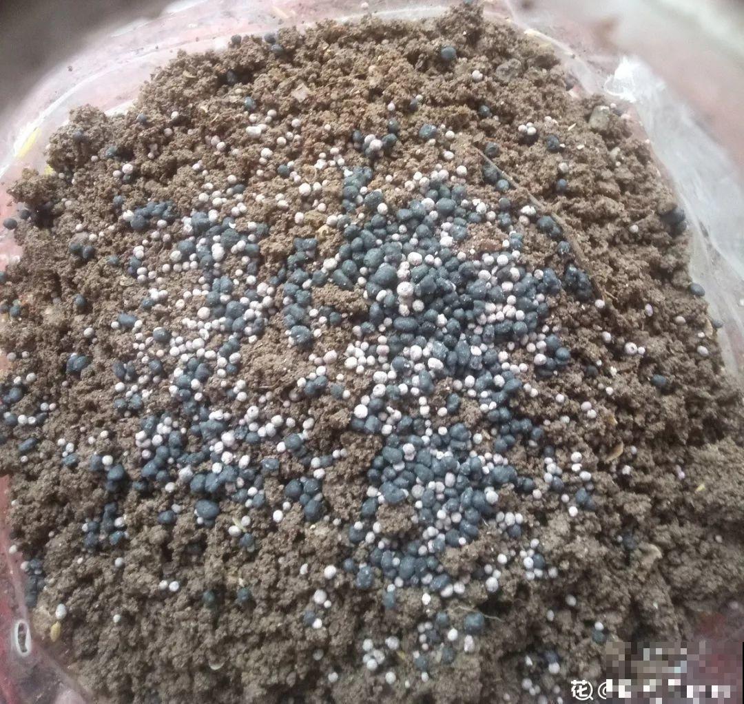 把花插在油桶里，疯狂晒7天，开成大花柱！