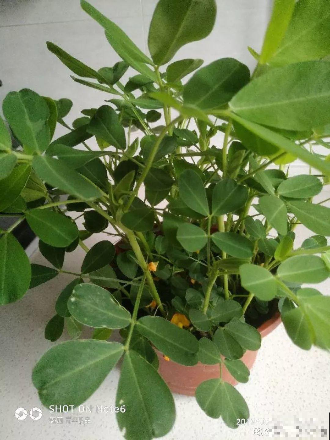 她用几粒花生米，种出一盆大花生，冒出来的豆芽根忒好看！