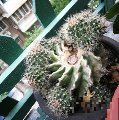 原来砍头有这么多妙处，烂根黄叶别再困扰，拿把菜刀一砍就完事！