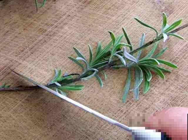 你种过薰衣草吗？几根枝条就能插出紫色花海，芳香又助眠！