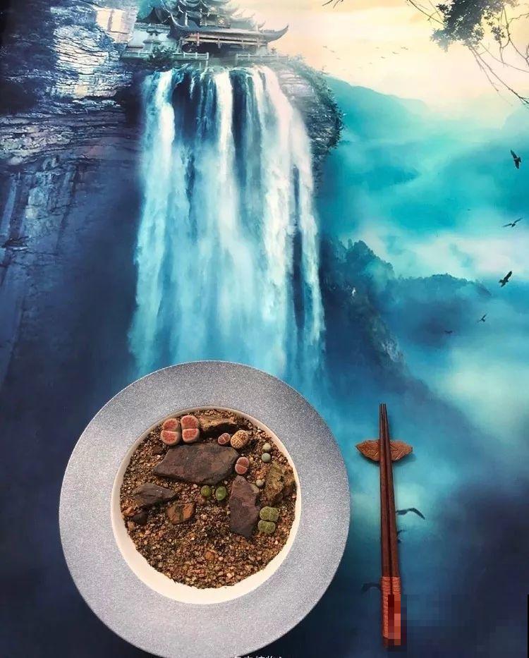 厨师改行养多肉，色香味俱全，真想让人一口吃掉！