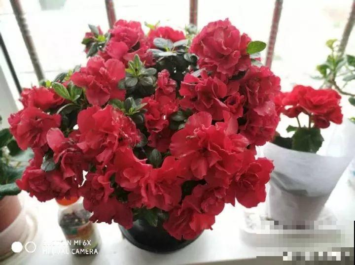 秋天别买这8种花，一回家就掉苞，养不活要后悔！