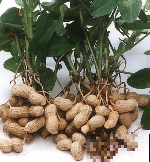 现在正是吃花生的时候，煮之前拎几个塞盆里，一周就长出清新盆栽