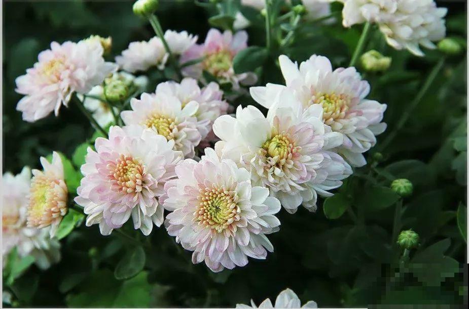 9月，这6种菊花最受欢迎，开花又密又多，摆哪里都是花园！