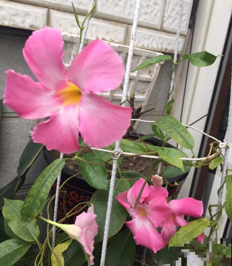 栅栏旁就养它，一年四季都开花，路过的人都想偷偷带回家！