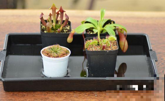 这5种重口味的花，自己就能“找食吃”，最适合秋冬养！