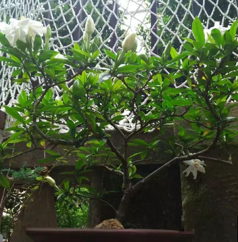 3种大型植物真好扦插，简单扦插，以后这些都不用花钱买！