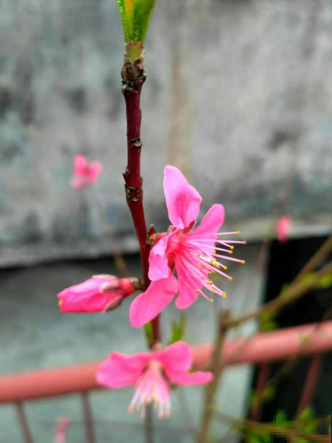 16岁男孩，为重病奶奶建花园，2年种了上百盆花！