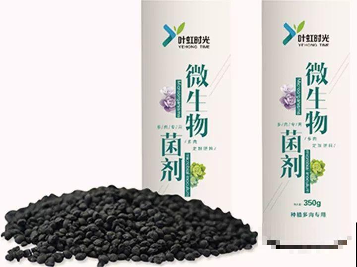 秋天给多肉施肥，就选这5种，小芽一个接一个的往外冒！