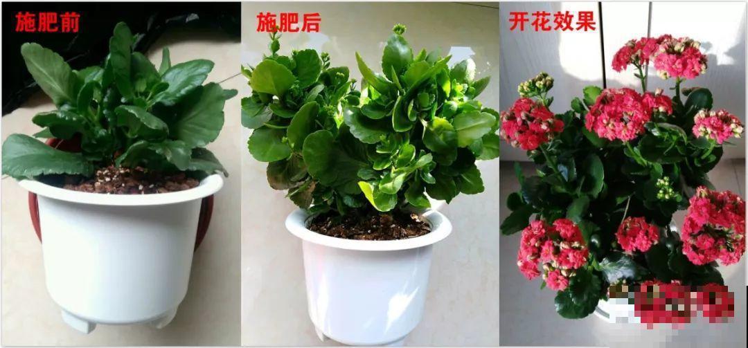 富贵竹扔水里不见长？加粒小药片，一周呼呼长出大白根！