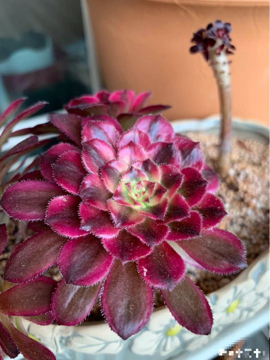 这花赶紧摘叶子，掐光后别浇水，立马又冒10个芽！