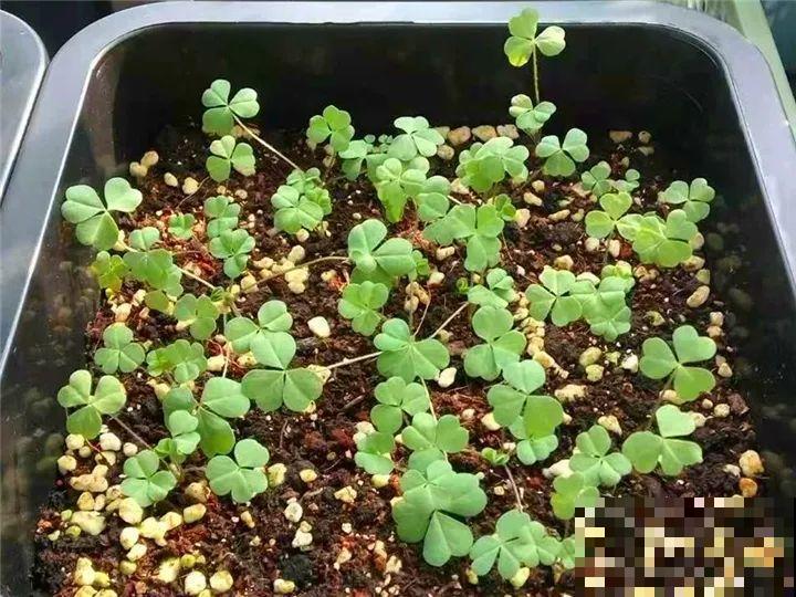 防盗窗上养这花，1个月开成花海，邻居都看花眼！