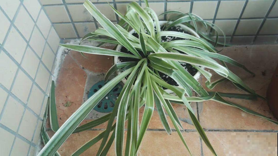阳台养“银项链”，两周就能发芽，比观花的植物还美！