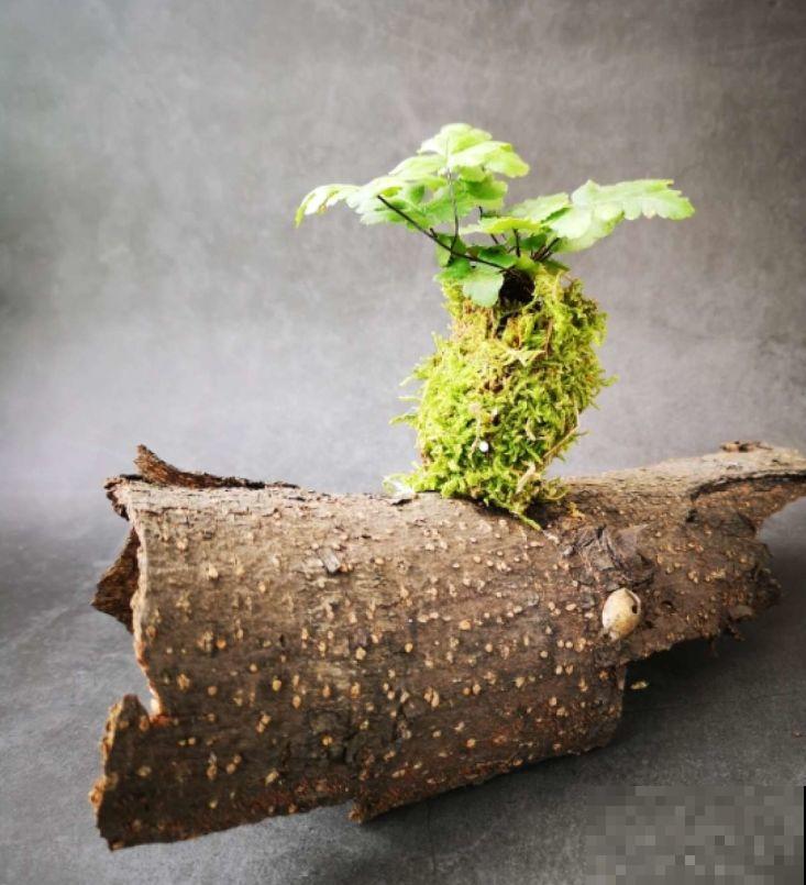 苔藓不光看着小清新，盆面铺一层，冬天养花不怕冻！