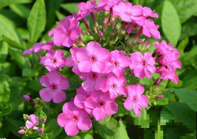 这花自带福气，名字吉祥惹人爱，开花更是花团锦簇超圆满！