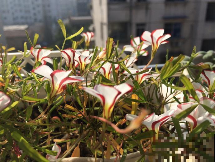 秋天把这小球扔盆里，冬天开出一堆草莓冰淇淋，模样超可爱！