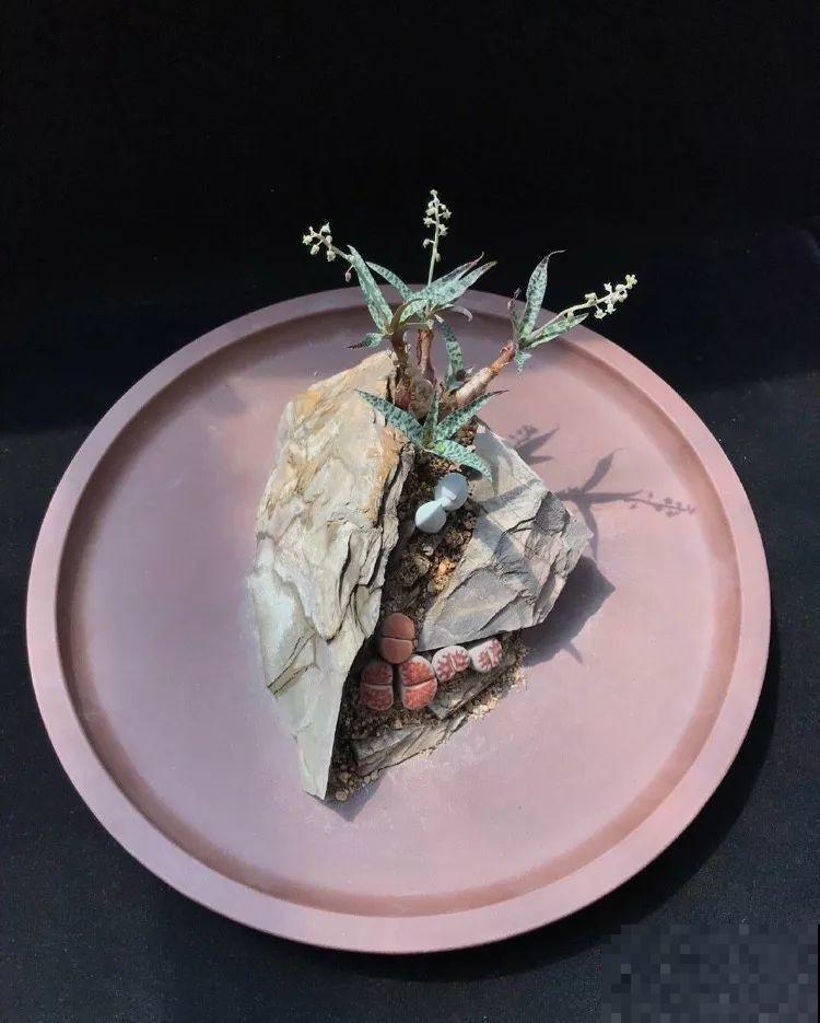 厨师改行养多肉，色香味俱全，真想让人一口吃掉！