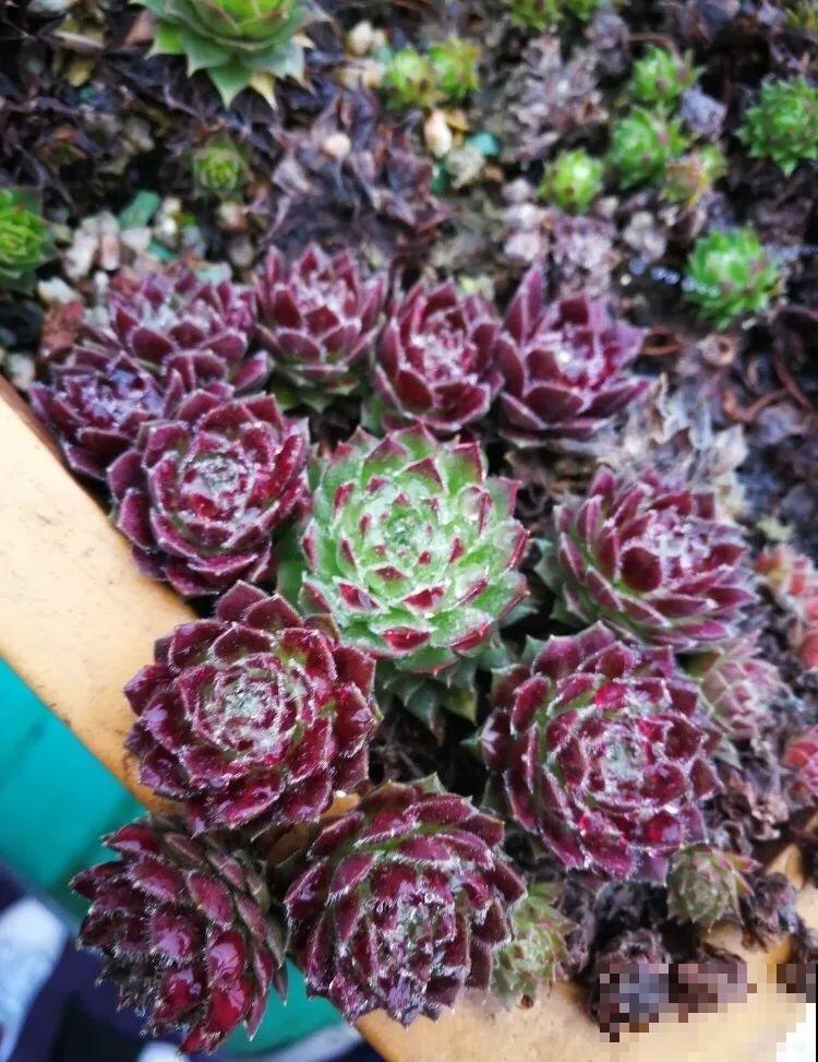 最抗冻的多肉，丢石头缝都能活，半年不见爆出一圈小崽！