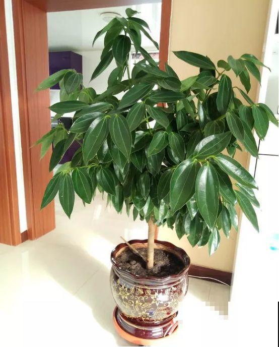 5种花就怕乱浇水，浇错了不是黄叶就是烂根，更别指望开花了！