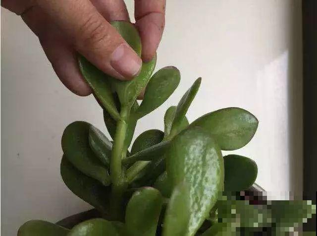 这6种寓意好的花，剪根枝就能活，摆在家里超养眼！