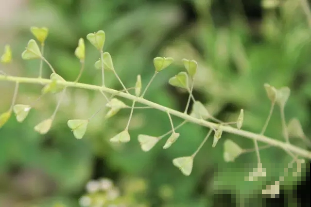 没赶上春荠菜的赶紧了，秋天这茬味道更鲜美，挖几棵就做成山珍汤
