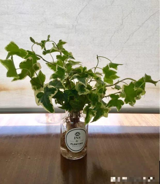 给花换个时髦养法，天天浇水都不怕，养10年都没问题！