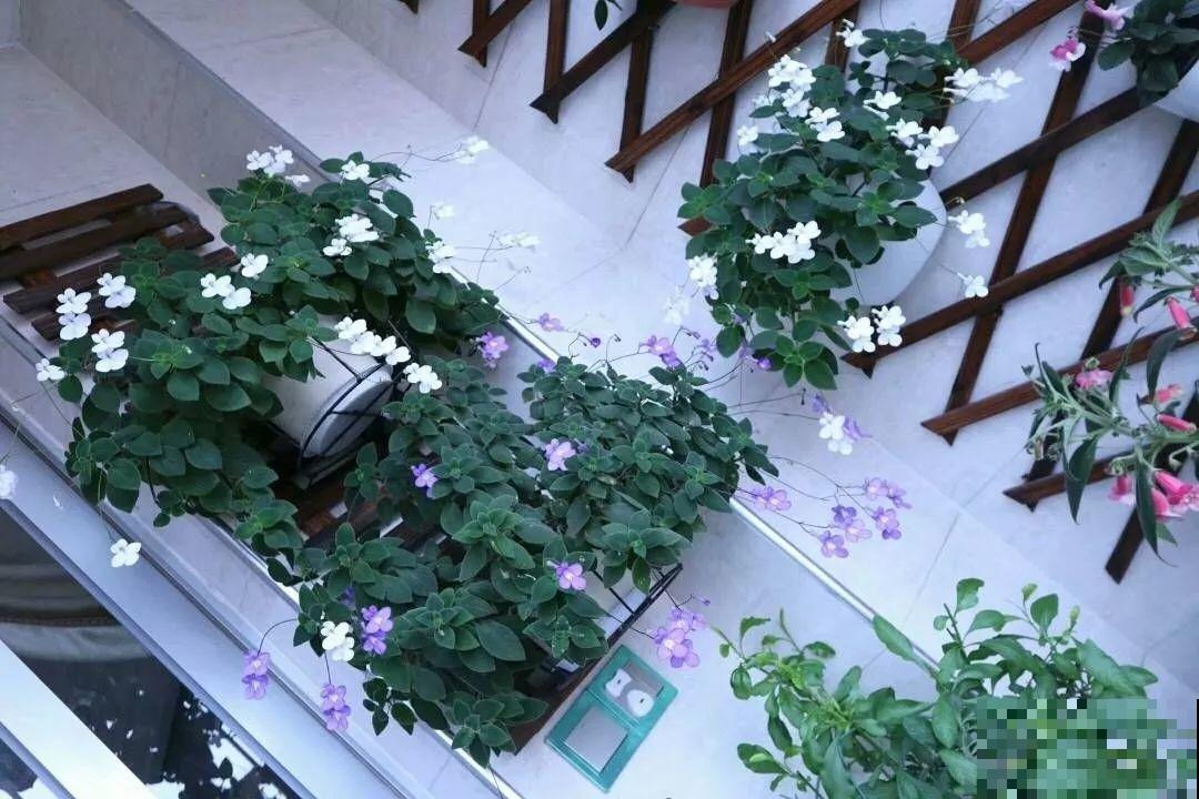 别嫌阳台小，种点花草，感觉真好！