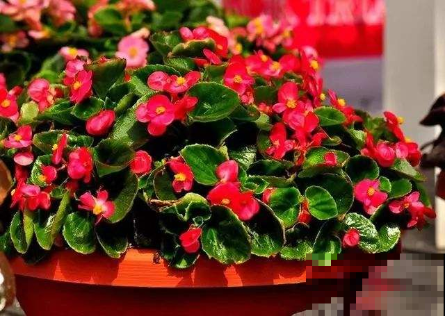 见过花期久的，没见过这么久的，猛开10个月不凋谢的花你养过吗？