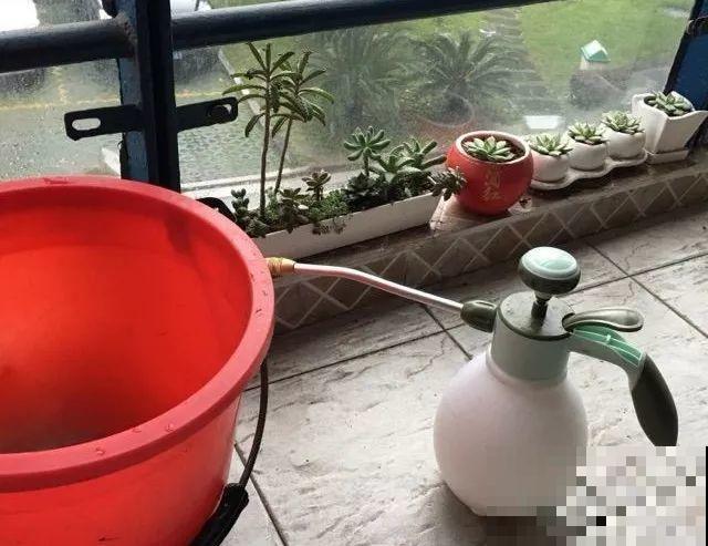 多肉防死6大招，学会养成土肥圆，越老越值钱！