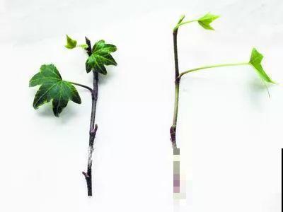 这6种寓意好的花，剪根枝就能活，摆在家里超养眼！