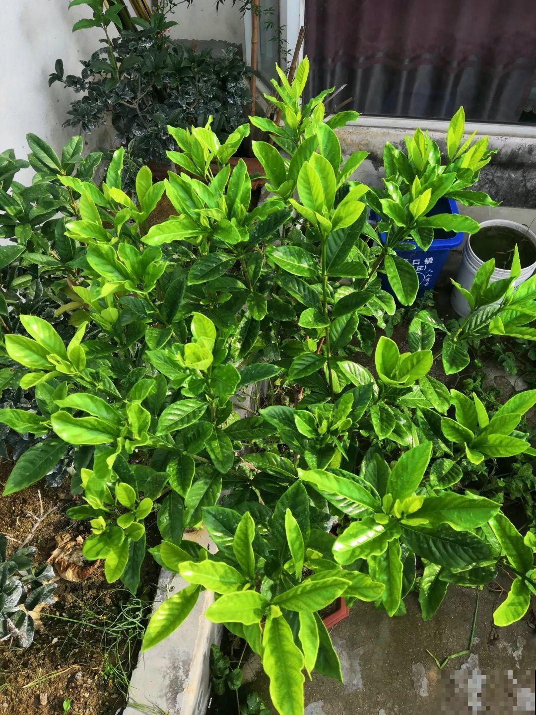买回来就死翘翘，注意好这一点，开得比花店里还好