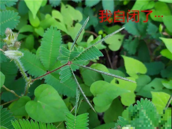 出门碰见这8种草，千万别碰，离的越远越好！