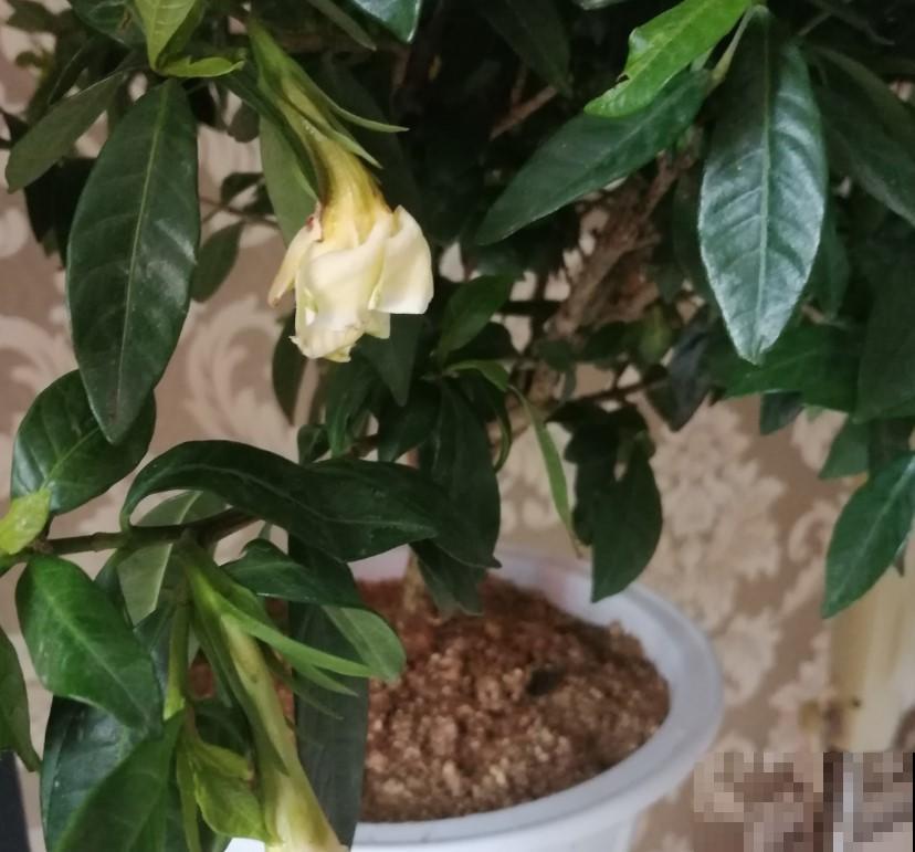 3种大型植物真好扦插，简单扦插，以后这些都不用花钱买！