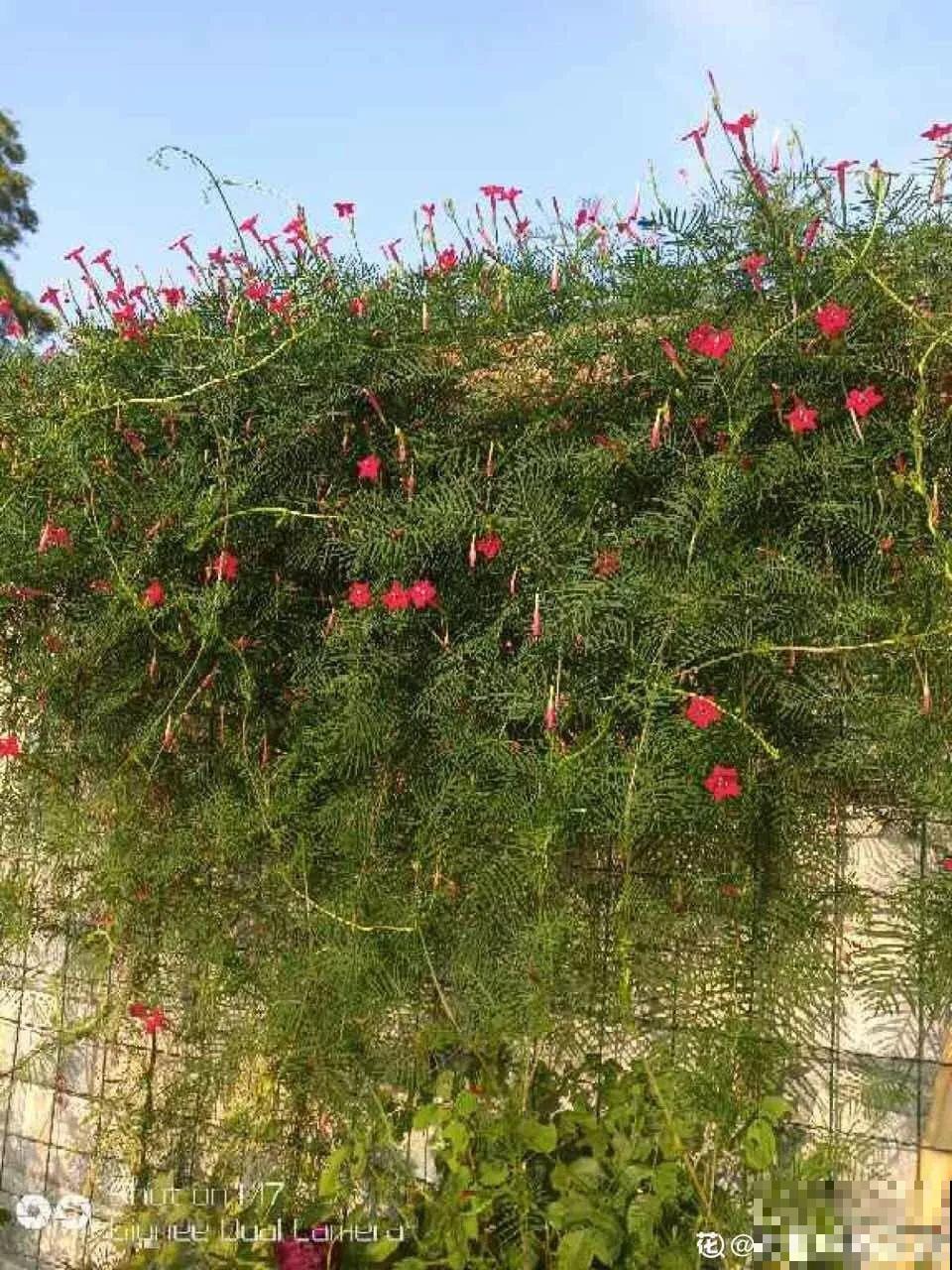 秋天撒把种子，5天出芽2个月开花，呼呼爬成一面墙！