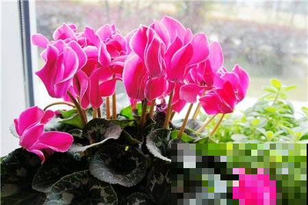 养花人最喜欢季节，那些睡醒的花，你又是咋处理的！