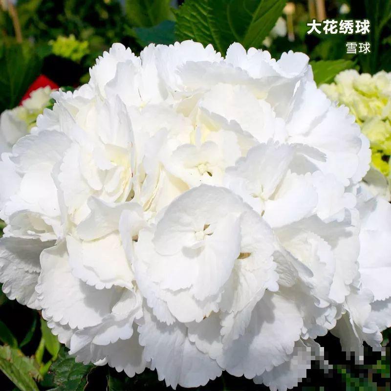 最受欢迎的耐阴花，北窗台也能开爆盆，养家里特气派！