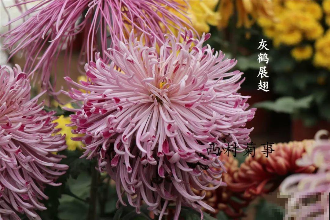 秋天啥花都可以不养，唯独这1种，100盆都不嫌多！
